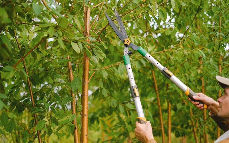 Tree trimming in Hardyville, VA