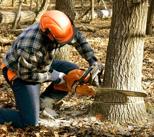 Tree Removal in Hardyville, VA